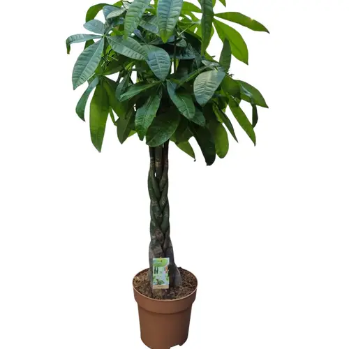 Pachira Aquatica Geflochten T27 H140
