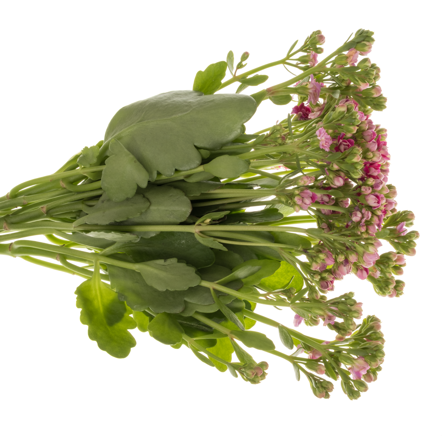 Kalanchoe rosa/lila Mix 40cm