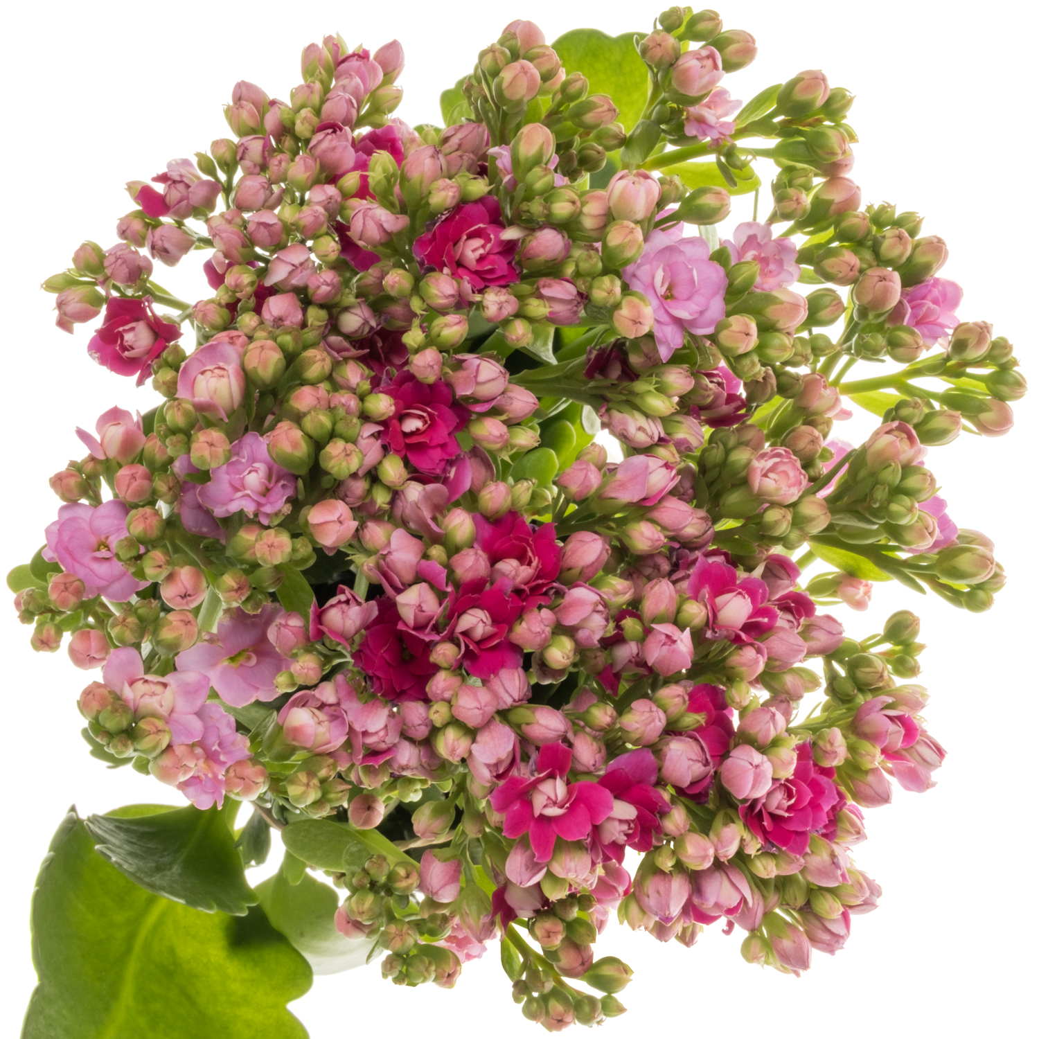 Kalanchoe rosa/lila Mix 40cm