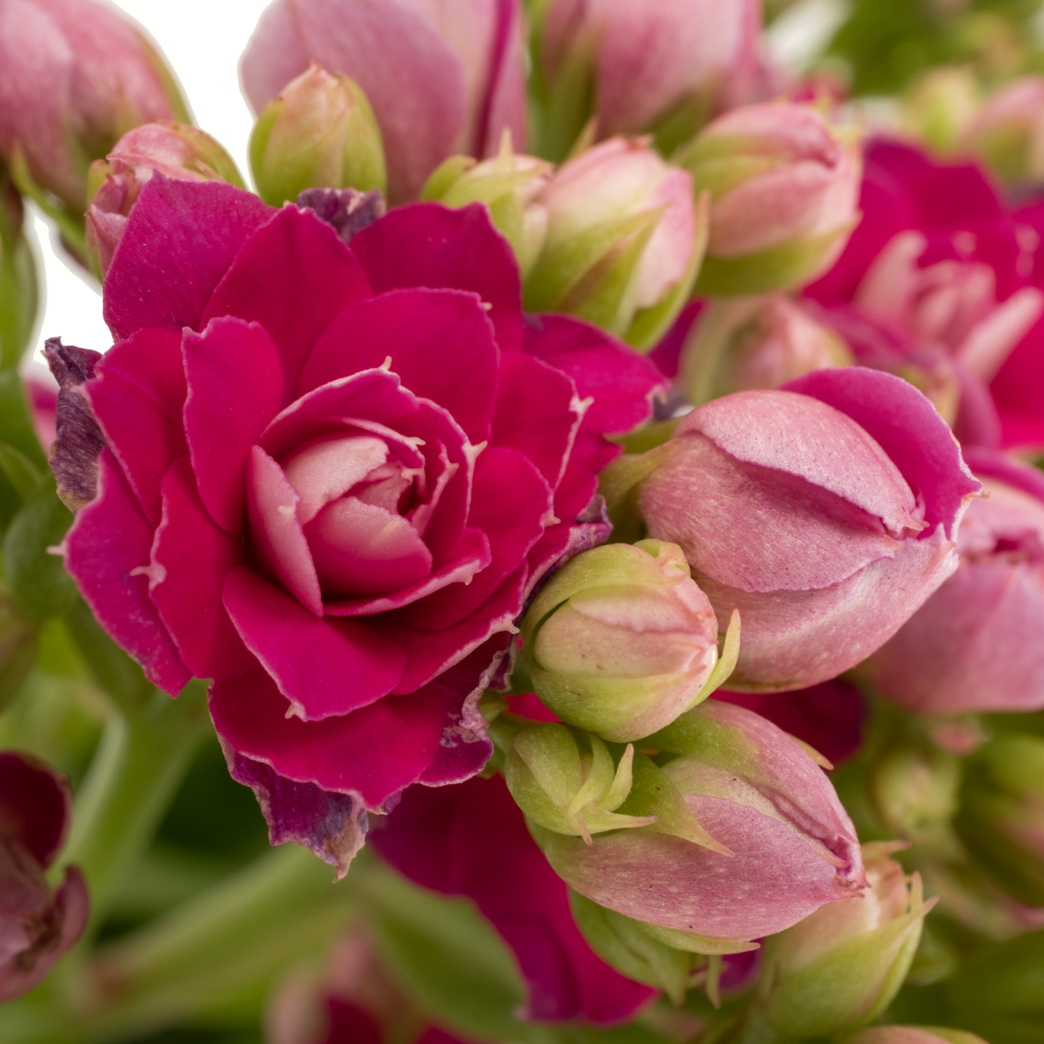 Kalanchoe rosa/lila Mix 40cm