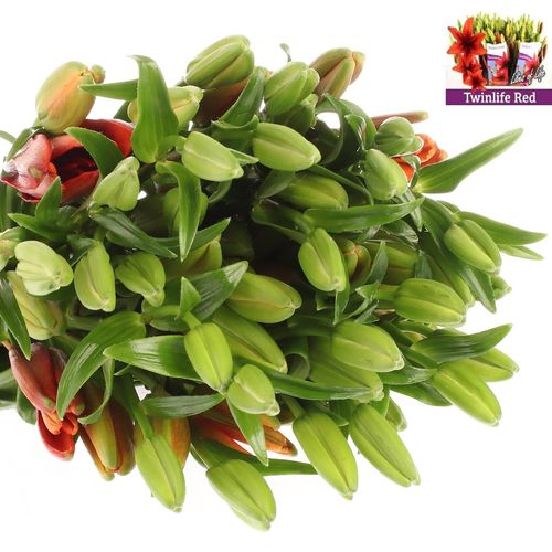 Lilie asiatisch rot Twinlife 4+Blüte 80cm