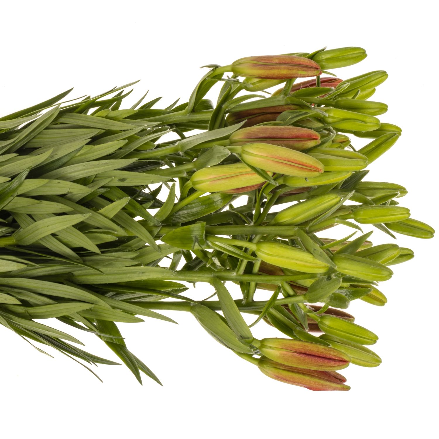 Lilie asiatisch rot Twinlife 4+Blüte 80cm