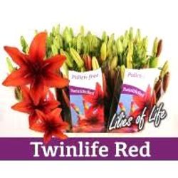 Lilie asiatisch rot Twinlife 4+Blüte 80cm