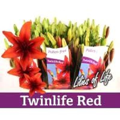 Lilie asiatisch rot Twinlife 4+Blüte 80cm