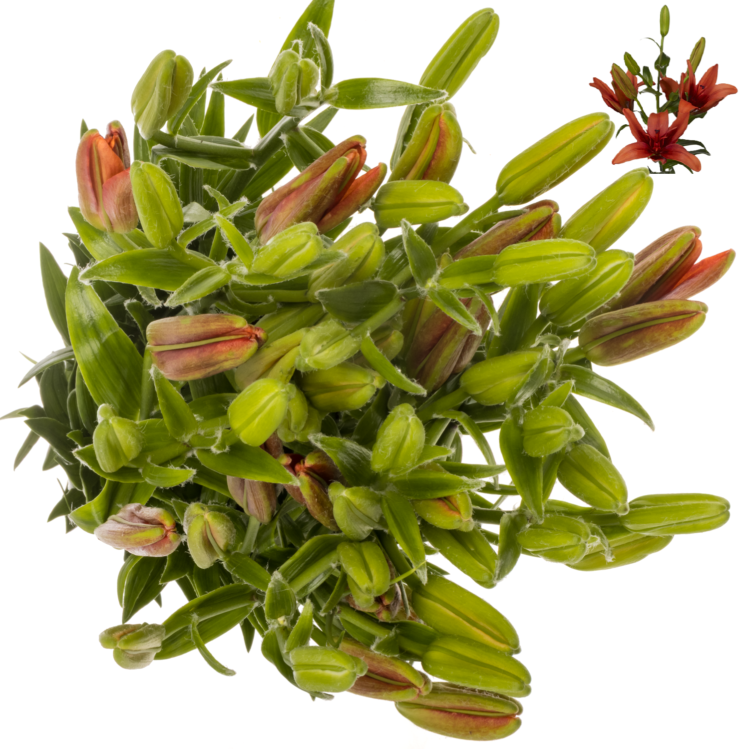 Lilie asiatisch rot Twinlife 4+Blüte 80cm