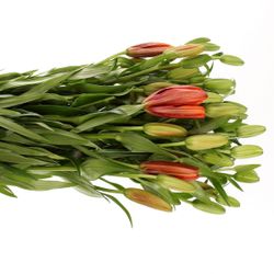 Lilie asiatisch rot Twinlife 4+Blüte 80cm