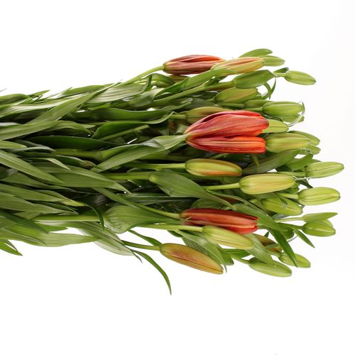 Lilie asiatisch rot Twinlife 4+Blüte 80cm