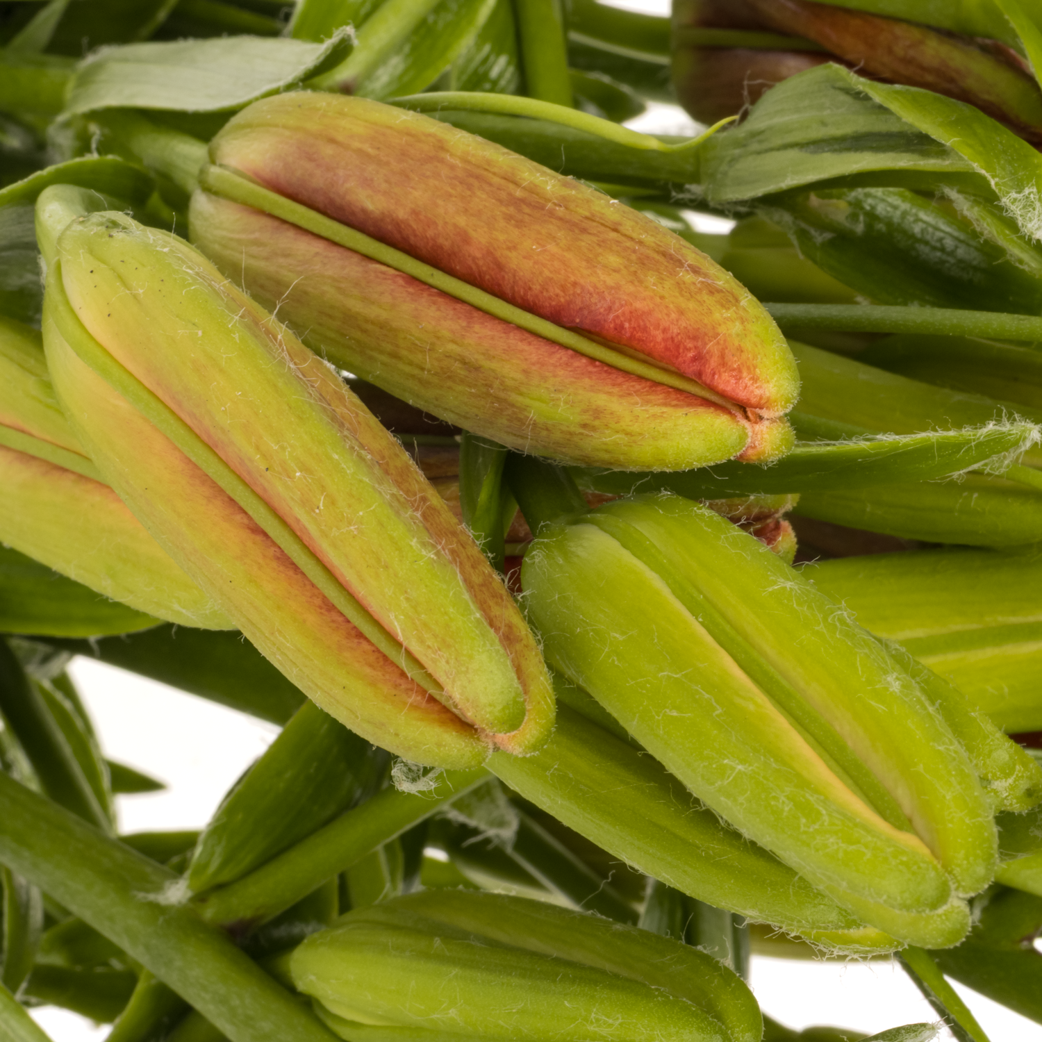 Lilie asiatisch rot Twinlife 4+Blüte 80cm