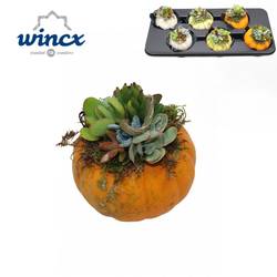 Sukk.Arr mix im Kürbis Herbst (L) T12 H015