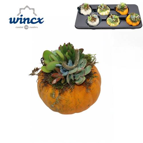 Sukk.Arr mix im Kürbis Herbst (L) T12 H015