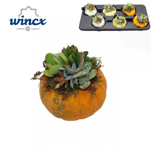 Sukk.Arr mix im Kürbis Herbst (L) T12 H015