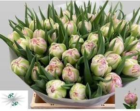Tulpe rosa/milka doppel Full price 38 Gram