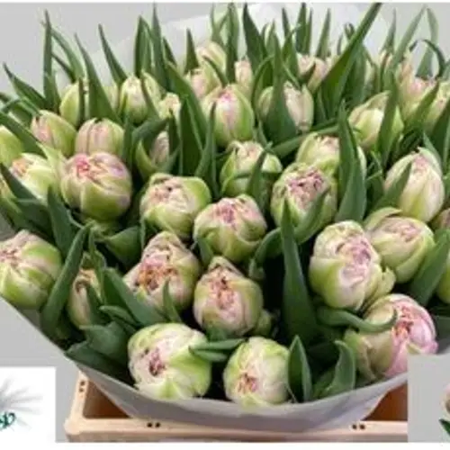Tulpe rosa/milka doppel Full price 38 Gram