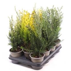 Chamaecyparis grün mix T11 H035