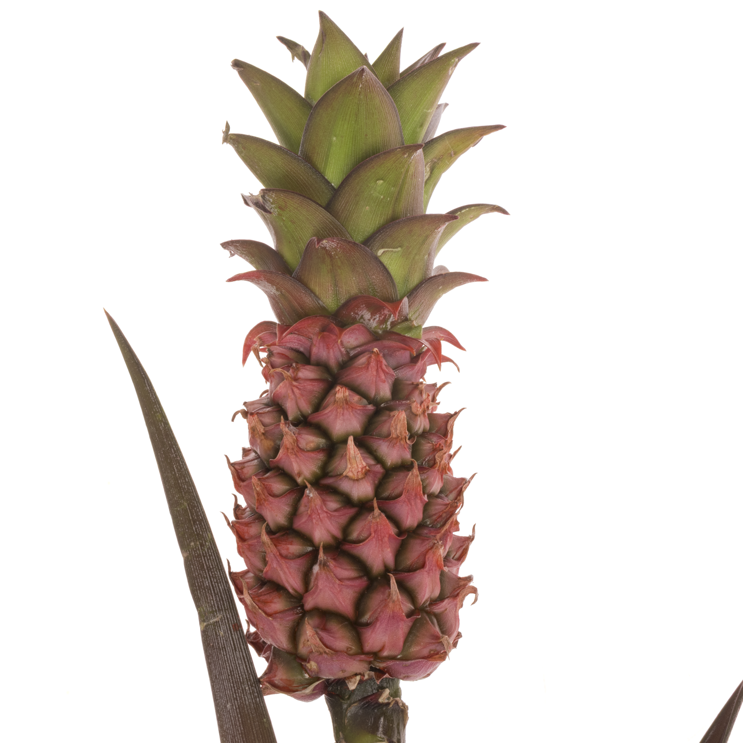 Ananas rosa Perfetto 50cm