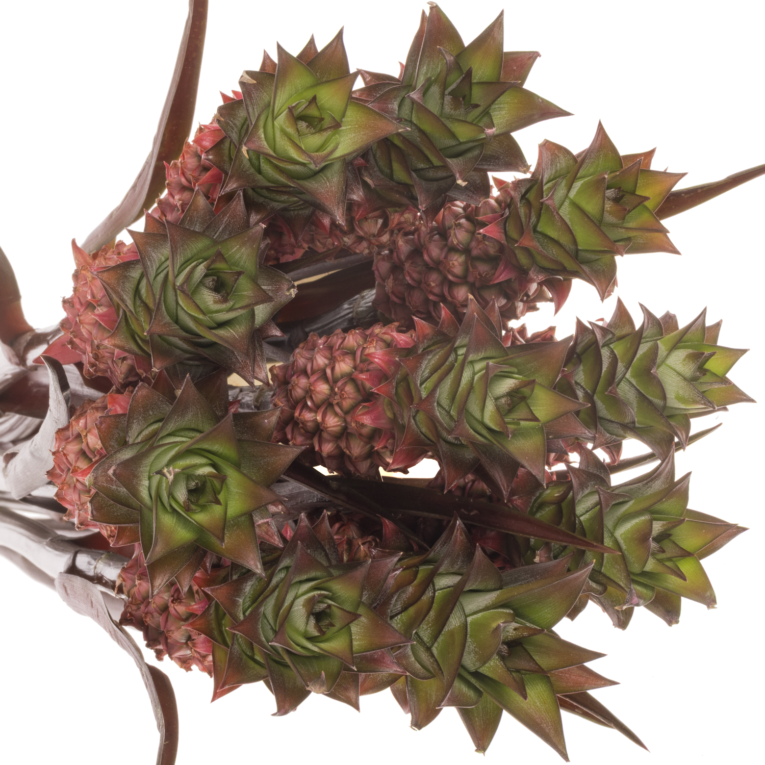 Ananas rosa Perfetto 50cm