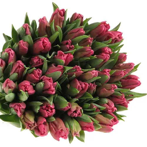 Tulpe pink Marvel Parrot 36 Gramm