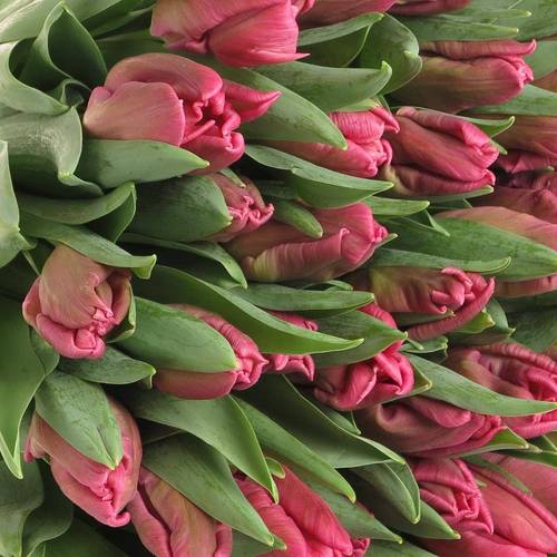 Tulpe pink Marvel Parrot 36 Gramm