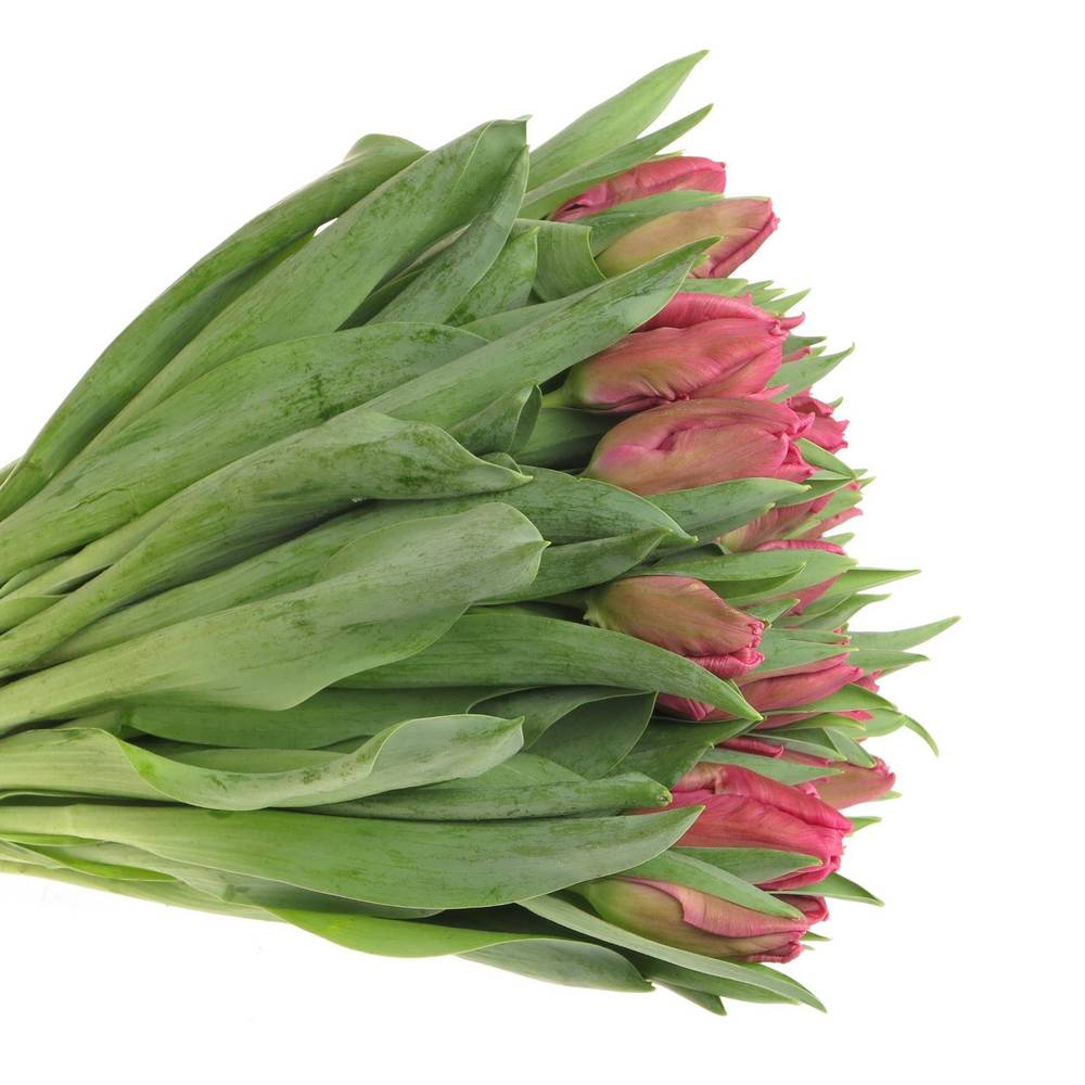 Tulpe pink Marvel Parrot 36 Gramm