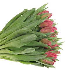 Tulpe pink Marvel Parrot 36 Gramm