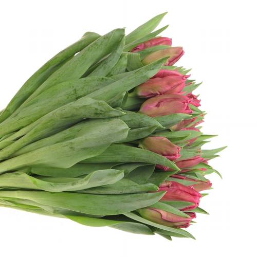 Tulpe pink Marvel Parrot 36 Gramm