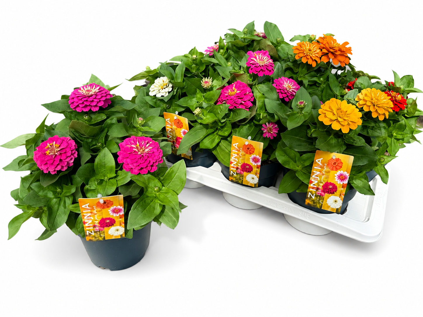 Zinnia mix T17 H030