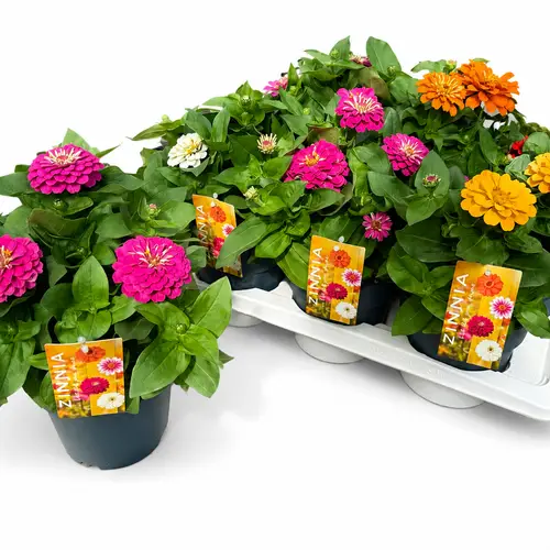 Zinnia mix T17 H030