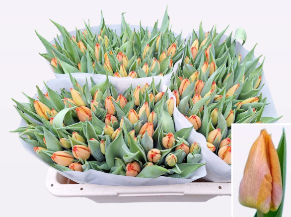 Tulpe orange Sunrise 28 Gramm