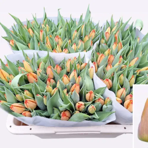 Tulpe orange Sunrise 28 Gramm