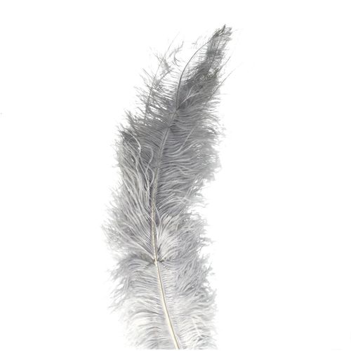 Straussenfedern grau L55cm x5