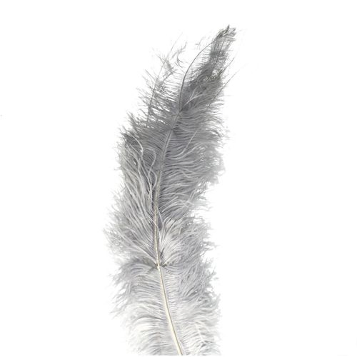Straussenfedern grau L55cm x5