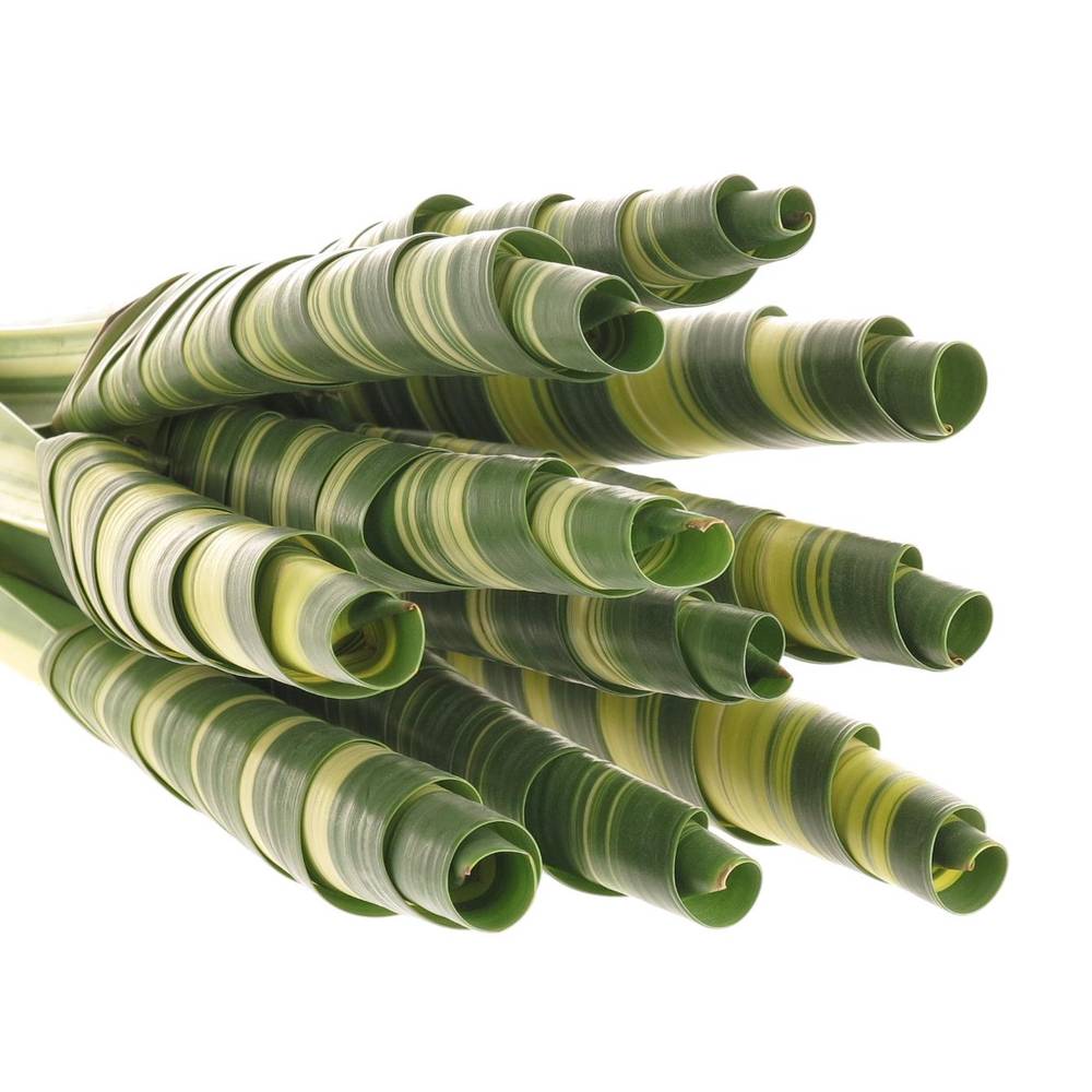 Pandanus Tubes grün/creme 65cm