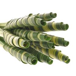 Pandanus Tubes grün/creme 65cm