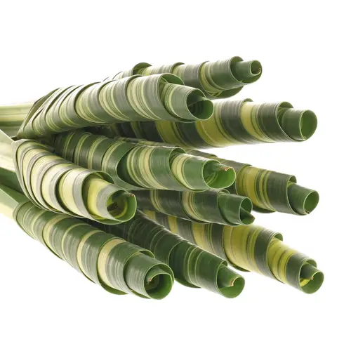 Pandanus Tubes grün/creme 65cm