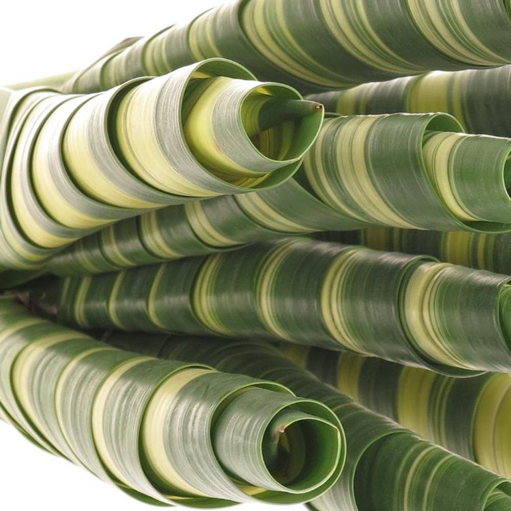 Pandanus Tubes grün/creme 65cm