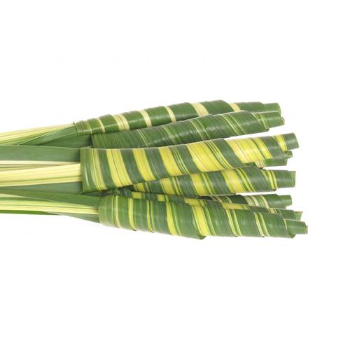 Pandanus Tubes grün/creme 65cm