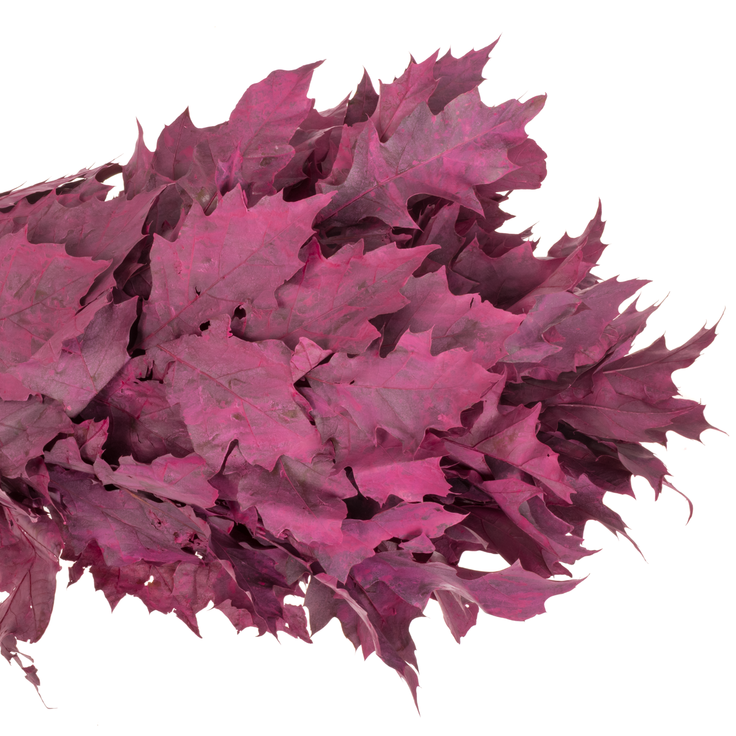 Eichenlaub cerise gefärbt 80cm