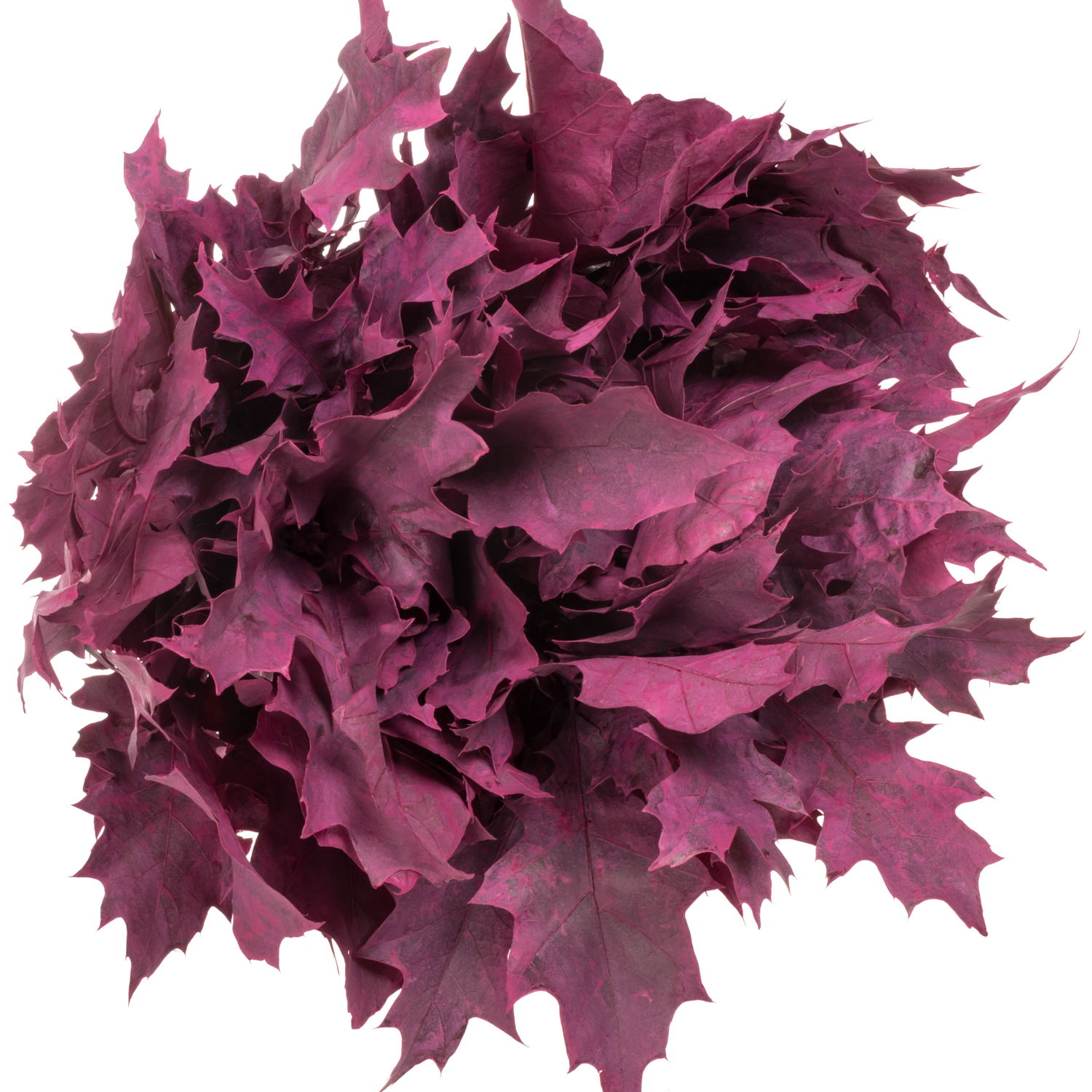 Eichenlaub cerise gefärbt 80cm