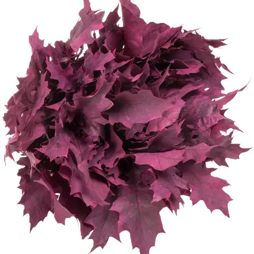 Eichenlaub cerise gefärbt 80cm