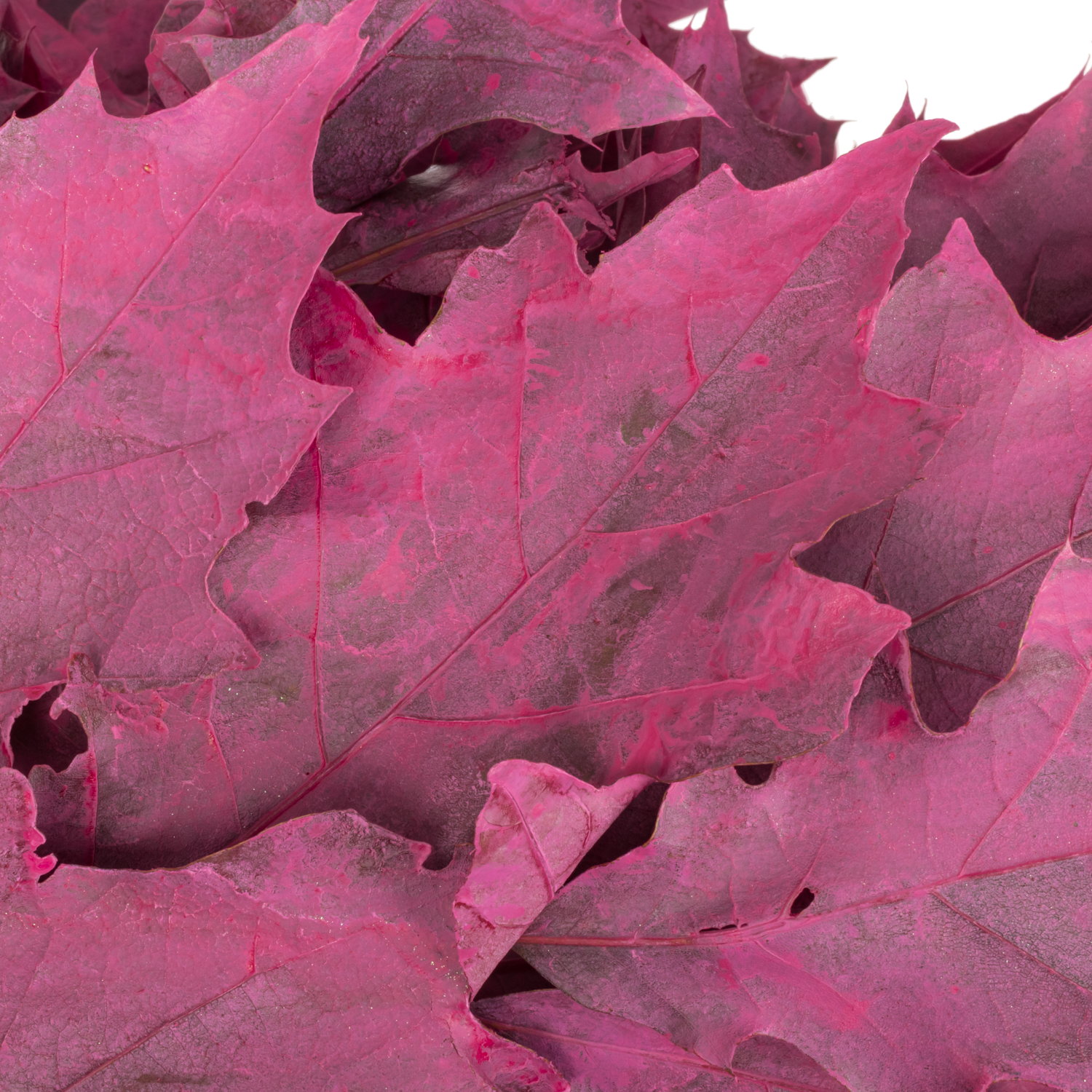 Eichenlaub cerise gefärbt 80cm