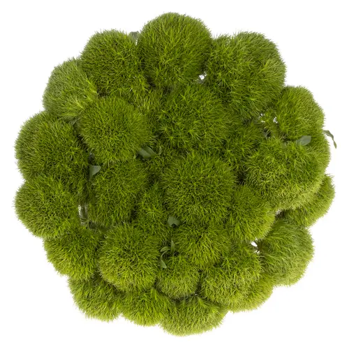 Bartnelke grün Kiwi Mellow 55cm x25