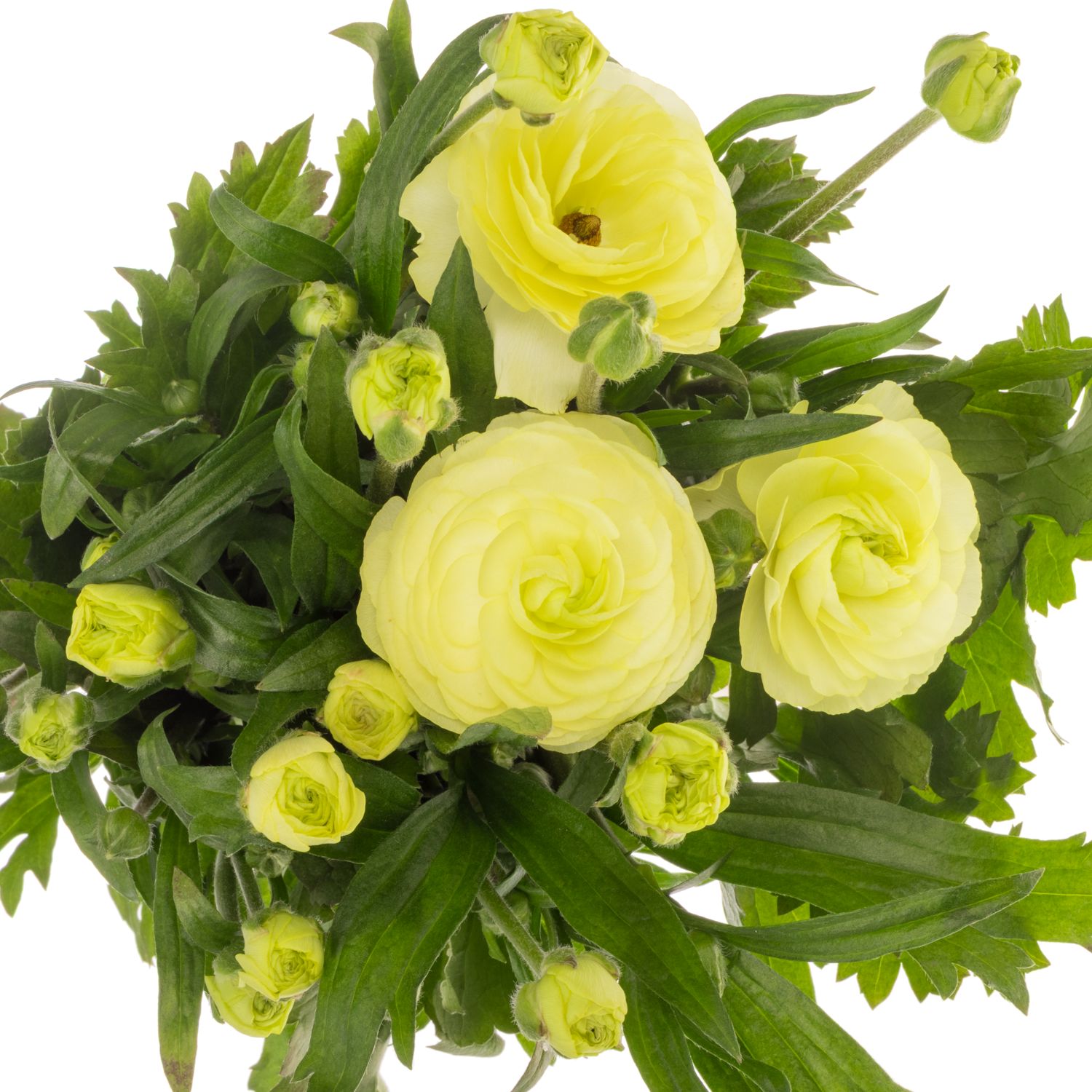 Ranunkel hell gelb Natura Moderna Limoncello 65cm