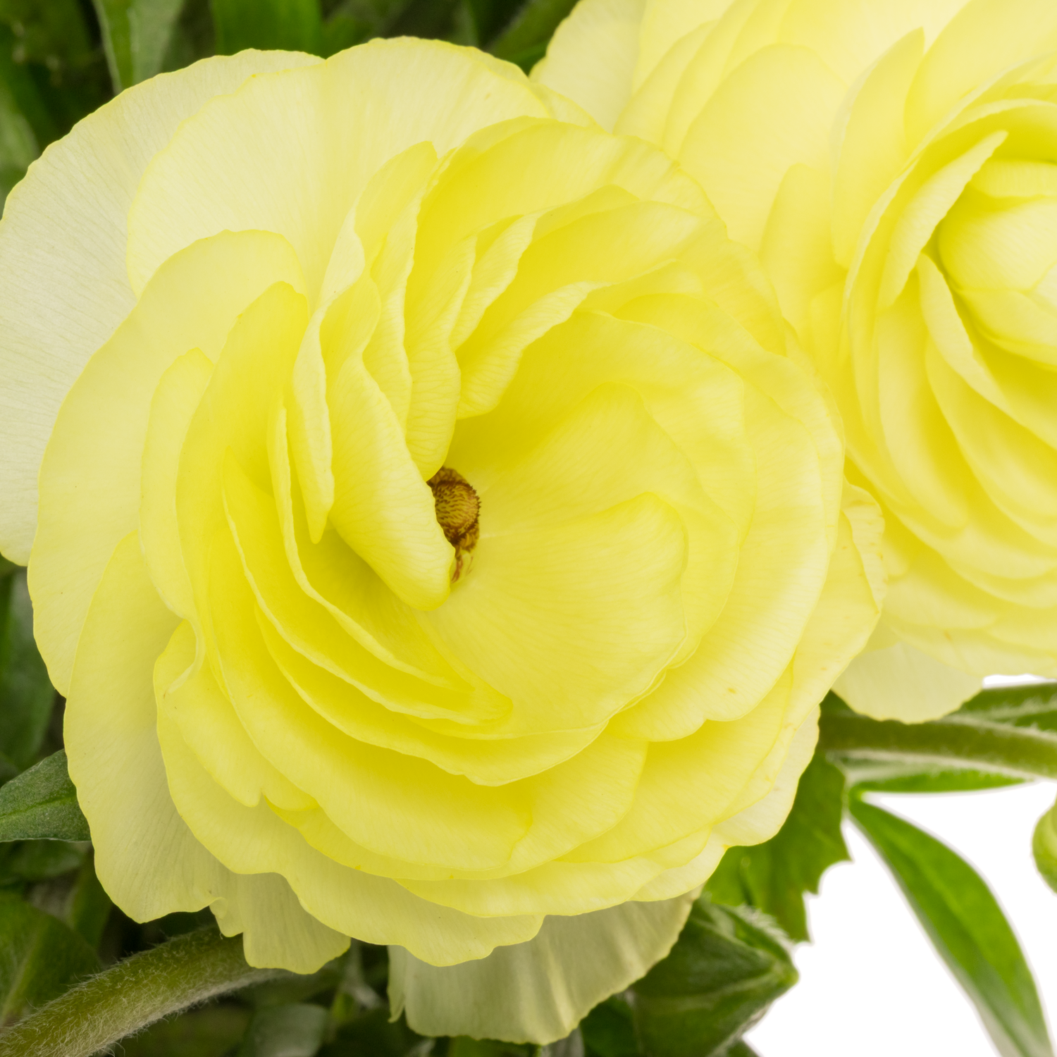 Ranunkel hell gelb Natura Moderna Limoncello 65cm