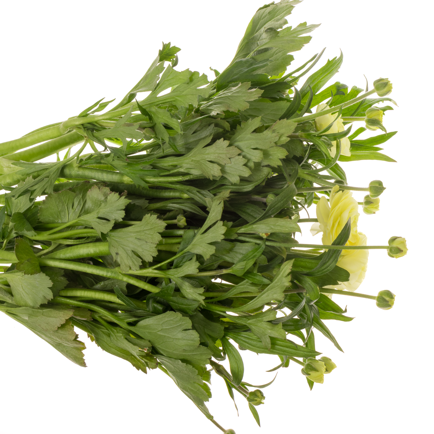 Ranunkel hell gelb Natura Moderna Limoncello 65cm