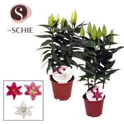 Lil.3er mix Oriental T13 H040