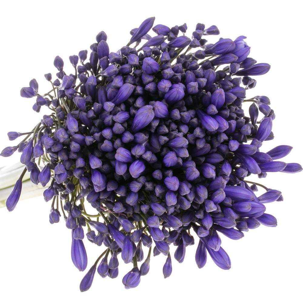 Agapanthus blau Brouwer 80cm