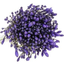 Agapanthus blau Brouwer 80cm