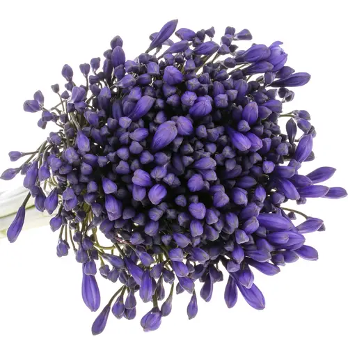 Agapanthus blau Brouwer 80cm