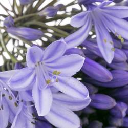 Agapanthus blau Brouwer 80cm