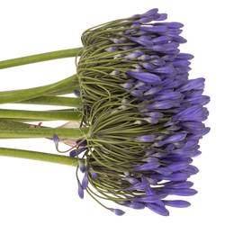 Agapanthus blau Brouwer 80cm